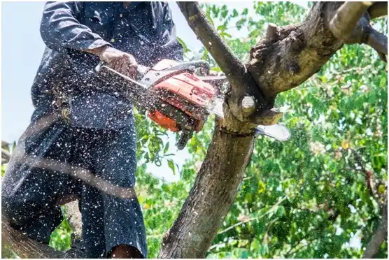 tree services Cresson